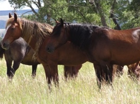 Wild manes and tails.